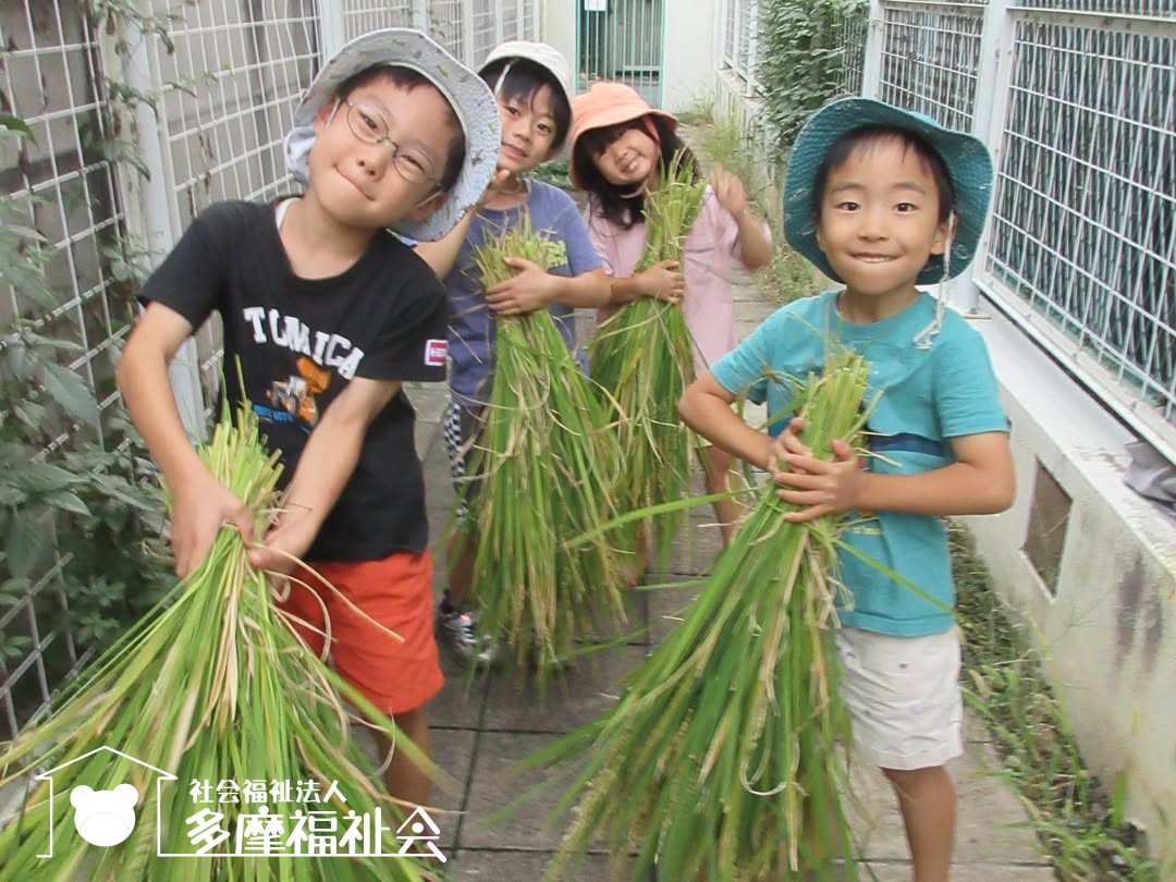 砧保育園 稲の収穫 |お知らせ|社会福祉法人多摩福祉会